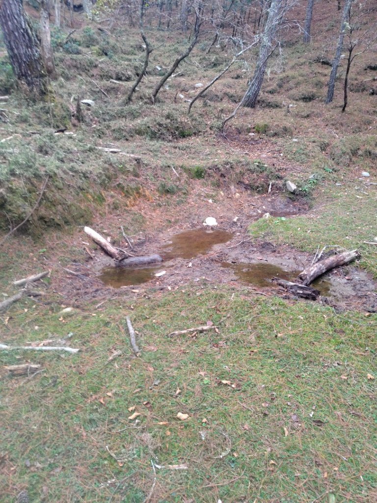 東埔走八通關古道訪龍貓公車繞對關山O型_2962991