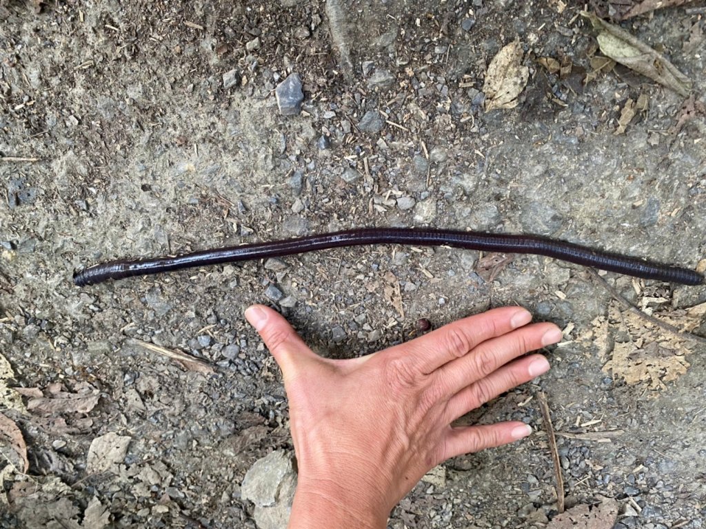 六龜美輪山【享受簡單純粹的登山樂趣】_2415527