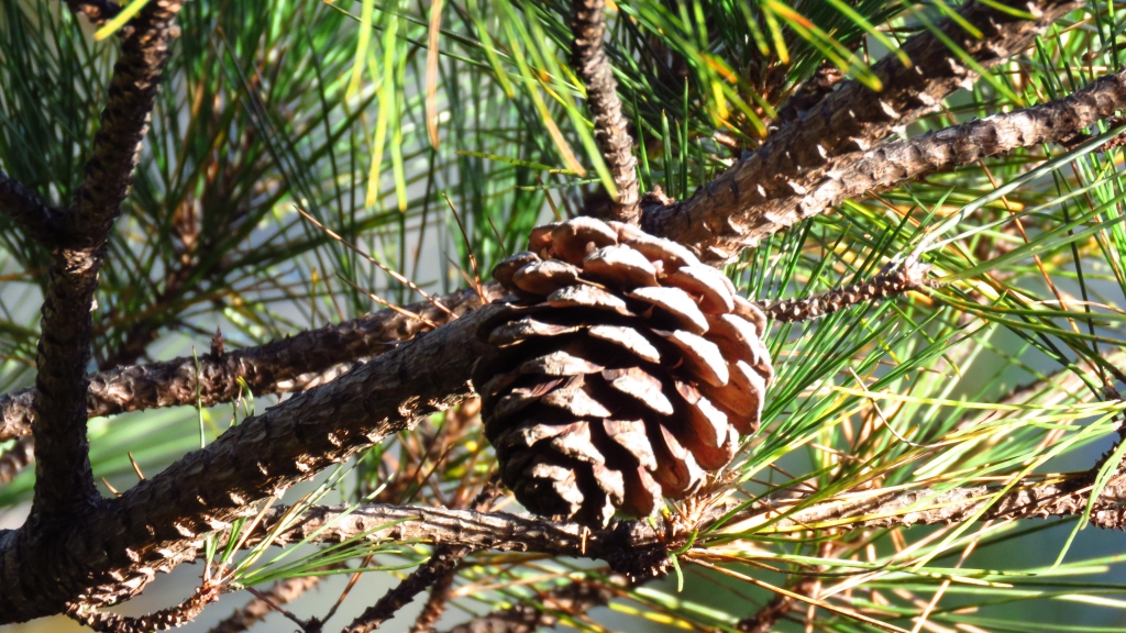 超越自我奇萊南華行_24245