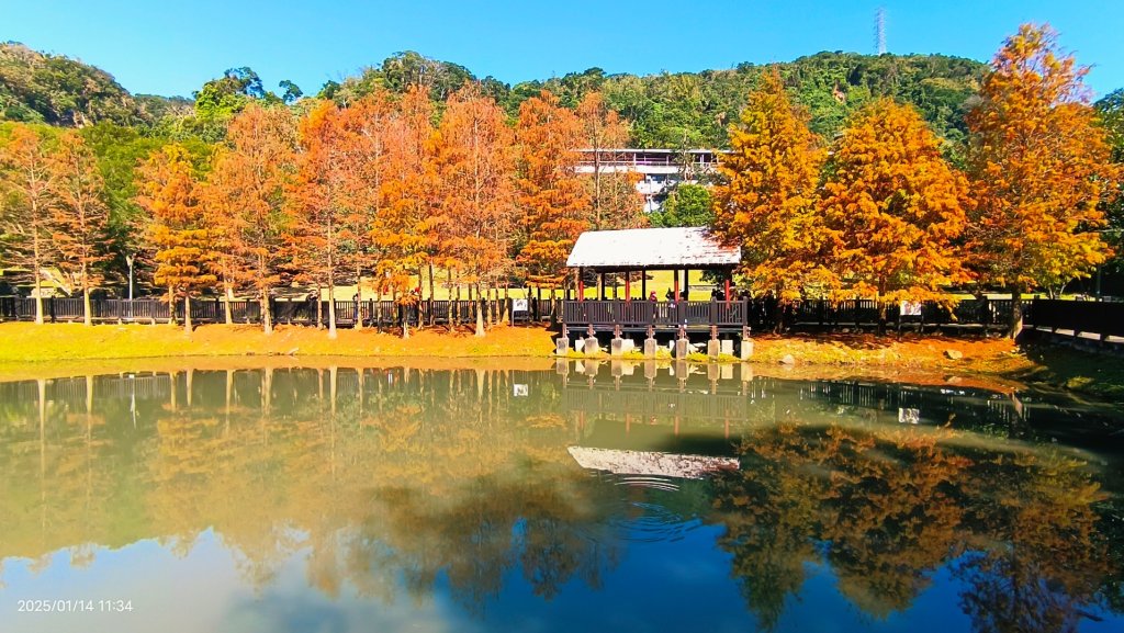 雙溪公園賞花&原住民公園落羽松&故宮1/14_2689995