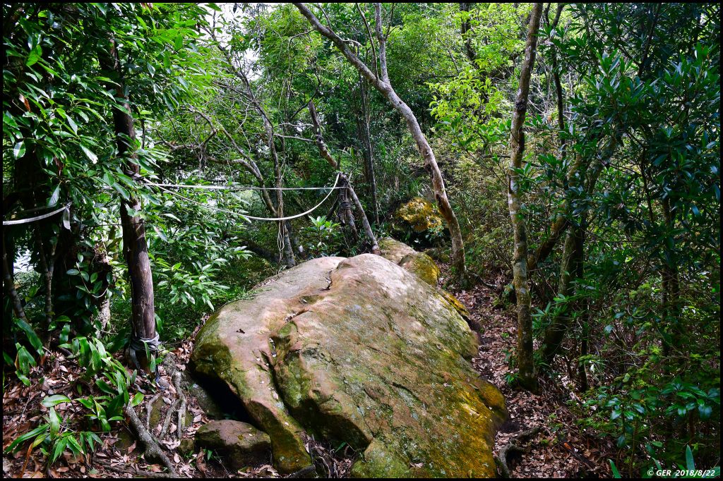 大溪。白石山 訪 艷紅鹿子百合_396211