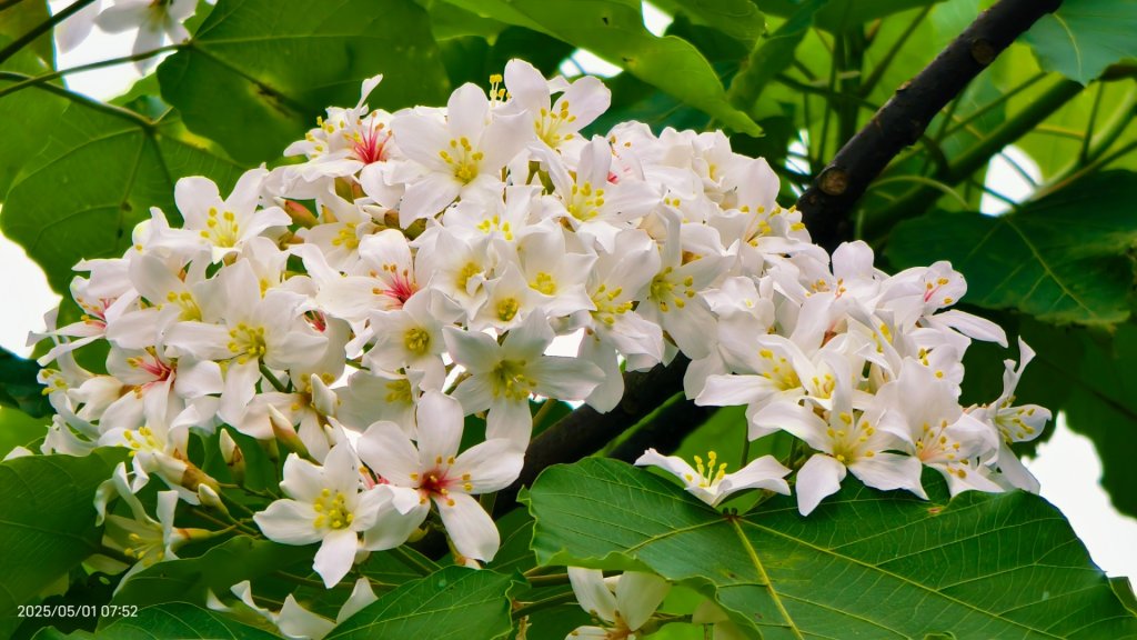 翡翠水庫壩頂 #火燒雲雲海 #日出雲海 #鱷魚島 #藍腹鷴 4/29_2773807