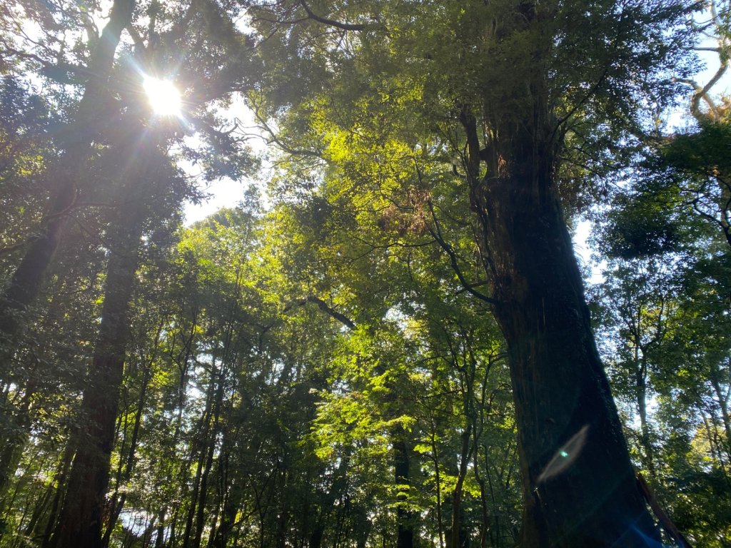 1140209雪見北坑山大板根_2710017