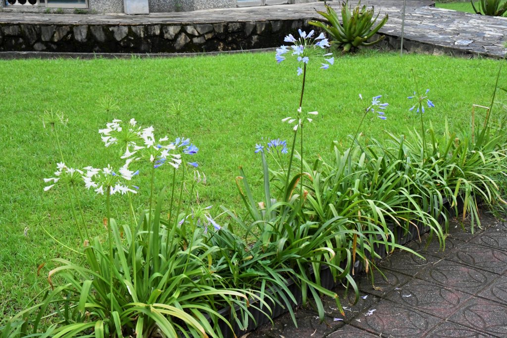 2016_0626_台北植物園步道_2083141