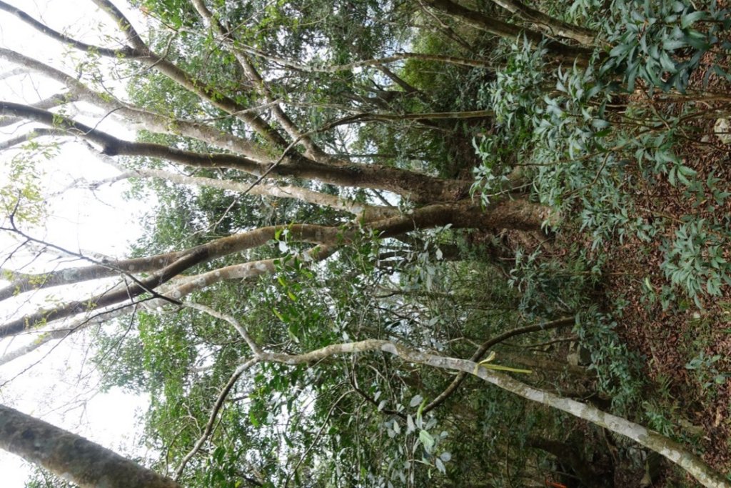 小鬼湖林道上亞泥迪山_1276788