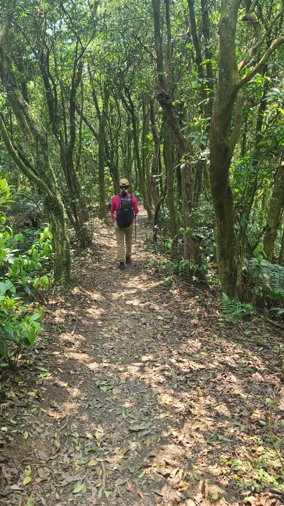 20024-0329臺北大縱走第四段：風櫃口站牌至大湖捷運站_2467526