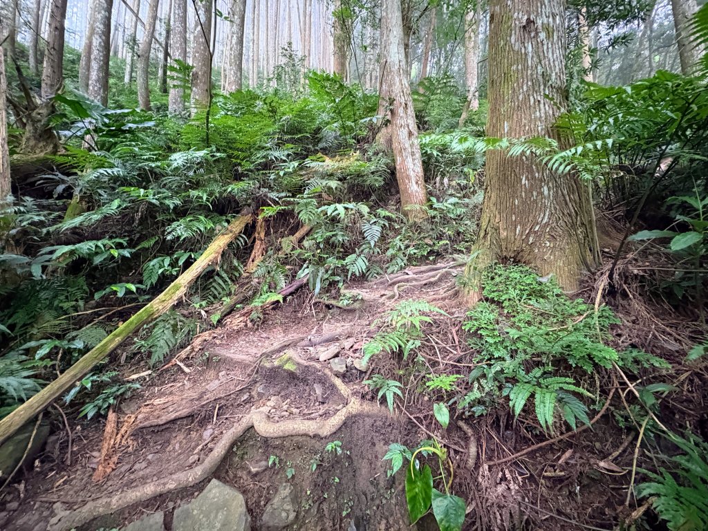 油羅山_2856362