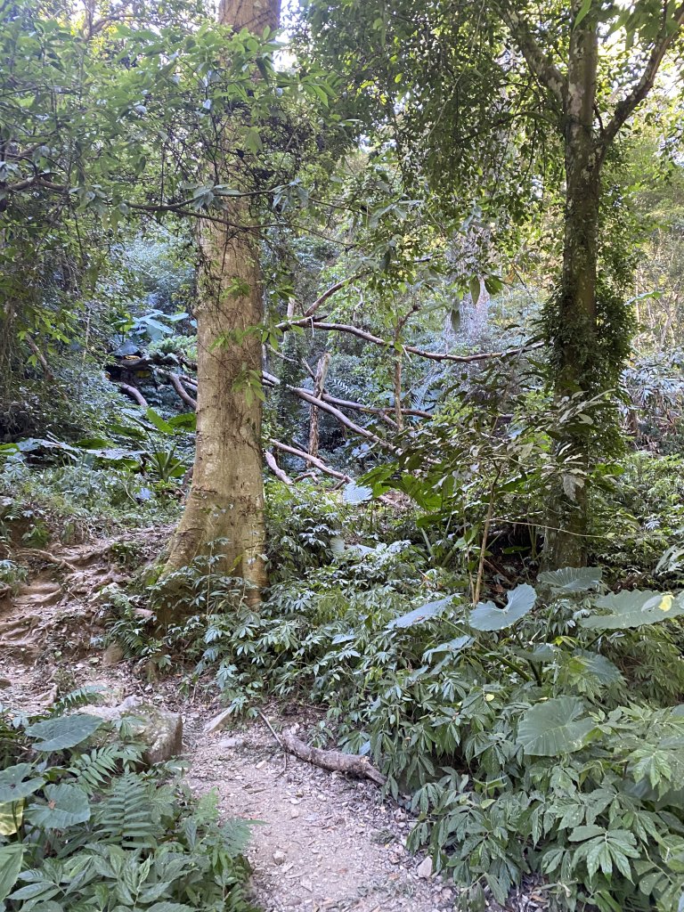 1111120泰安鄉鳥嘴山_2672930