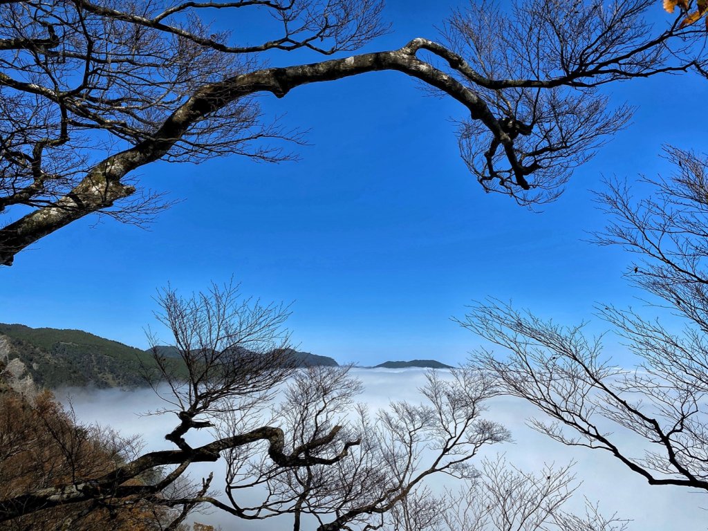 漫步在雲端台灣山毛櫸步道_736555