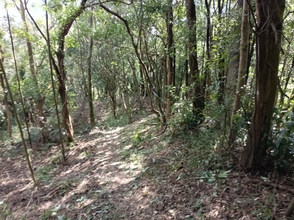 基隆市/萬里區界寮縱走之三界山+三界山西峰+開眼尖山+七分寮山+瑪七產道山泉水接水亭_2979586