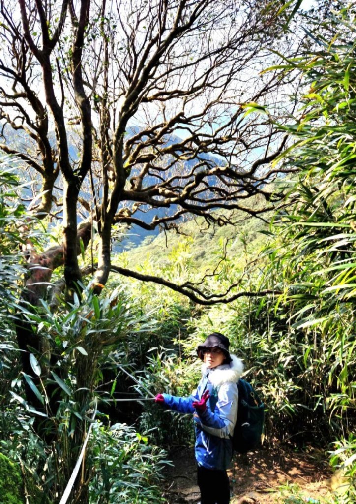 【中級山】台北版抹茶山竟然有免申請路線，小觀音山西峰單攻，順遊頂湖海芋步道，竹子湖黑森林_2742388