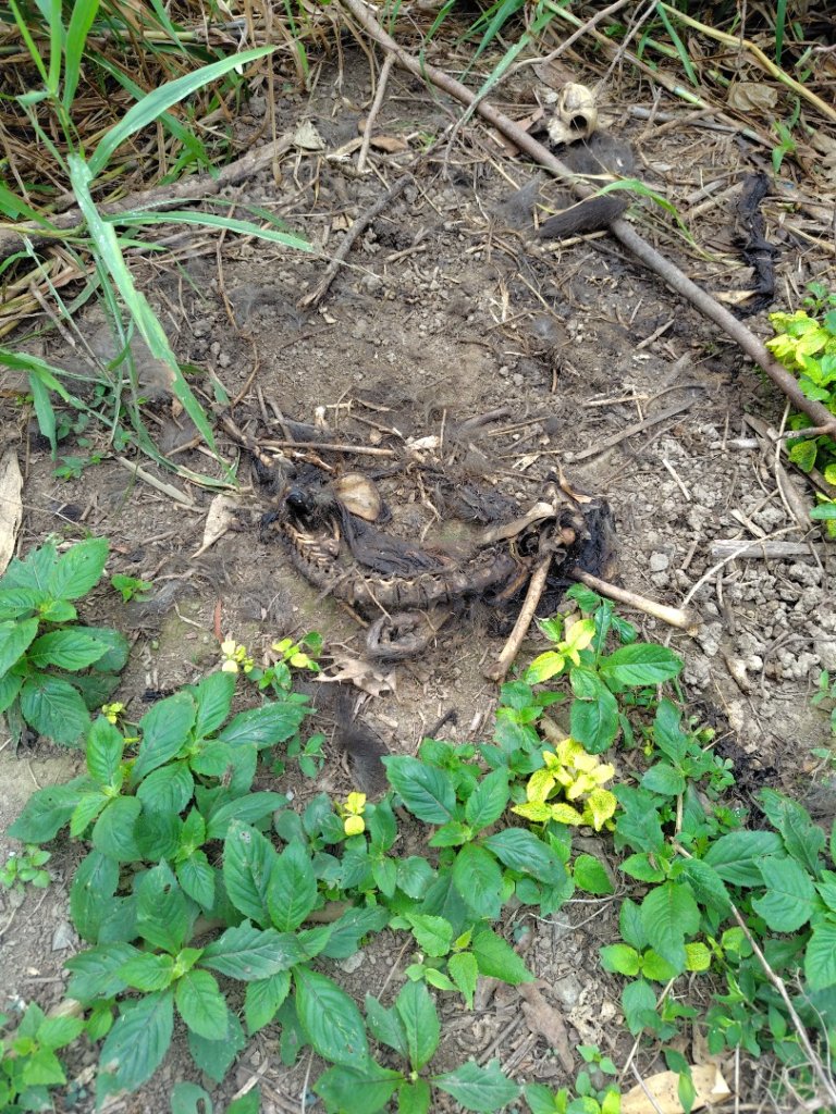 大棟山系南段 水利古道西口 上 竹高崙山 連走 鳥子嶺 坑仔內山 大崖山 下 龍目井農場_2953120