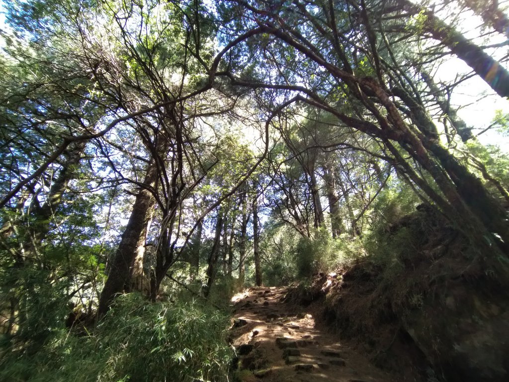 嘉義 阿里山 鹿林山、鹿林前山、真鹿林山、石水山_1487577