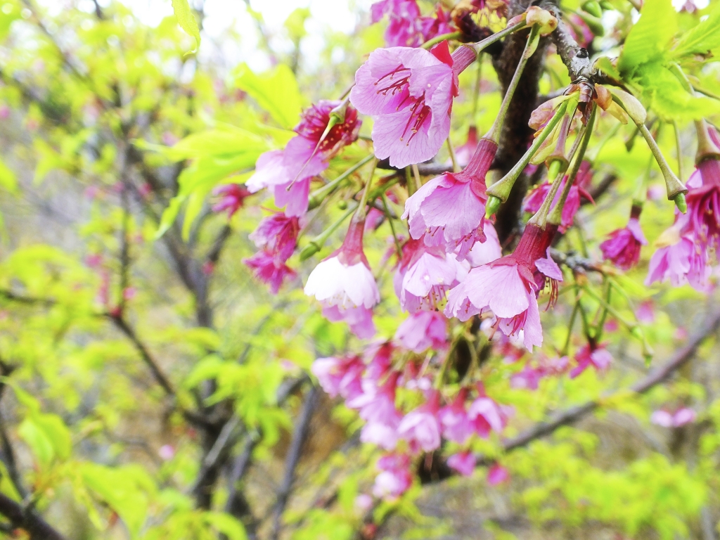 菁礐古圳賞櫻(道)_13251