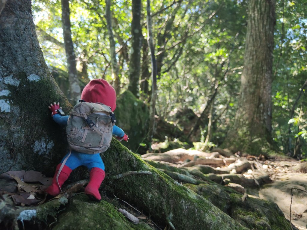 2023.11.04 關西赤柯山 | 赤柯山南峰 | 東獅頭山封面圖