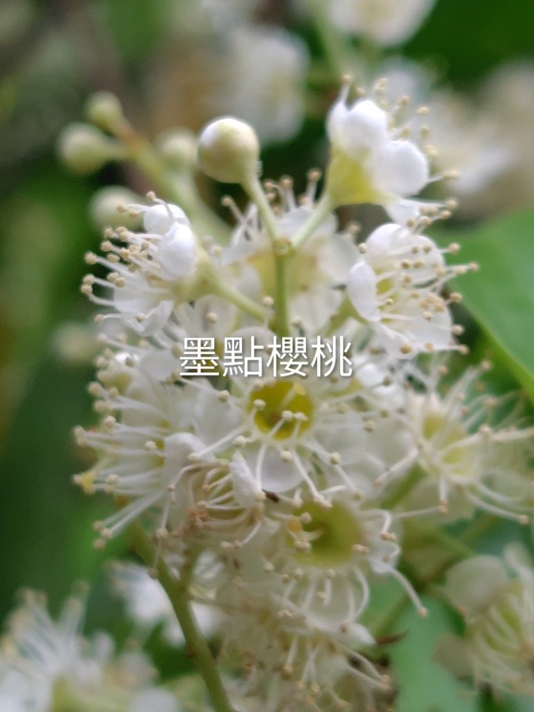 德三縱走封面圖