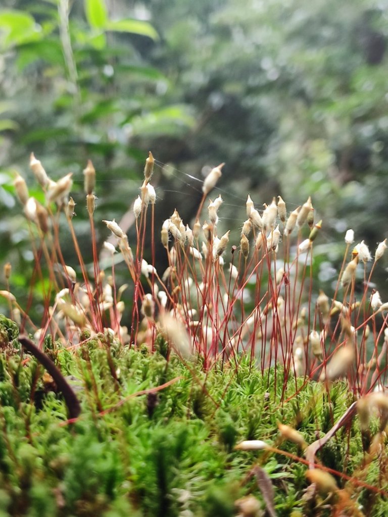 霞喀羅古道全線解鎖（石鹿到養老）_2961024