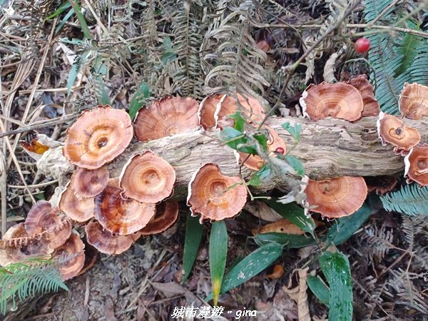 【苗栗銅鑼】健行賞花兩相宜。 銅鑼雙峰山x2023杭菊花季_2355257