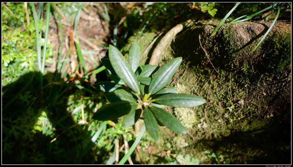 凱達格蘭山-七星山主峰-七星山南峰_626853