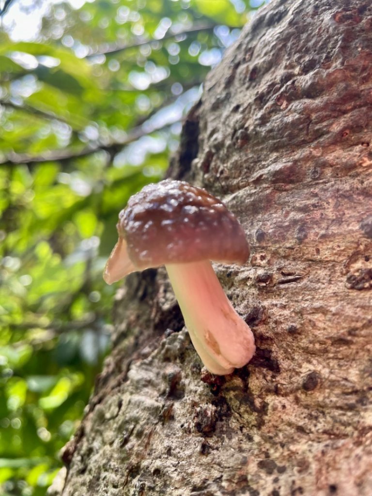 哈盆越嶺古道-志良久山兩天一夜抓🦐露營趣_2300789