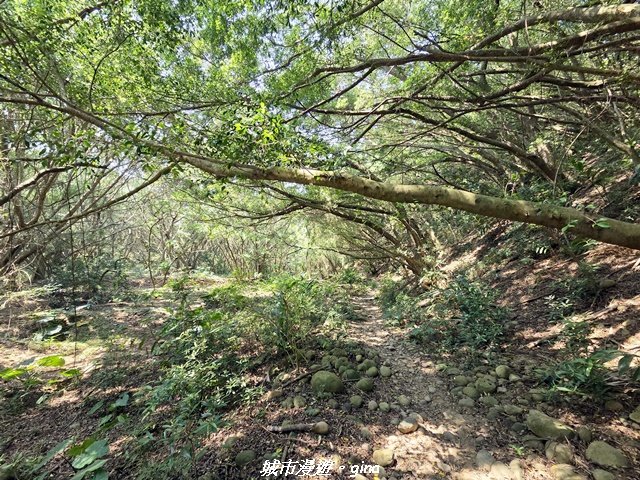 【台中大肚】大肚萬里長城登山步道封面圖