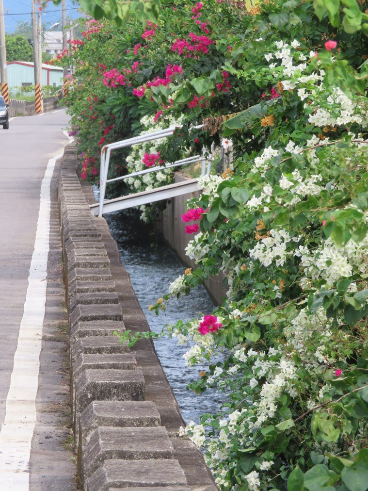 水流東桐花步道_1900279