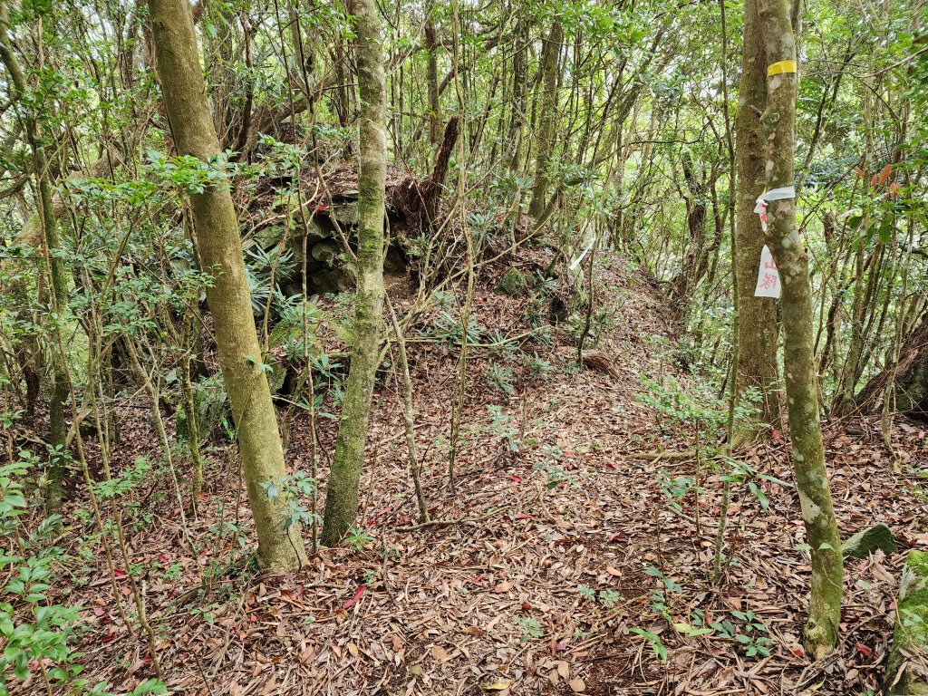 20240317八五山李棟山鳥嘴下山O型_2486230
