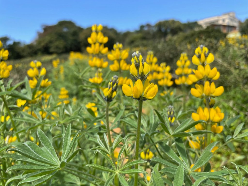 【桃園】魯冰花春色滿茶山_1621914