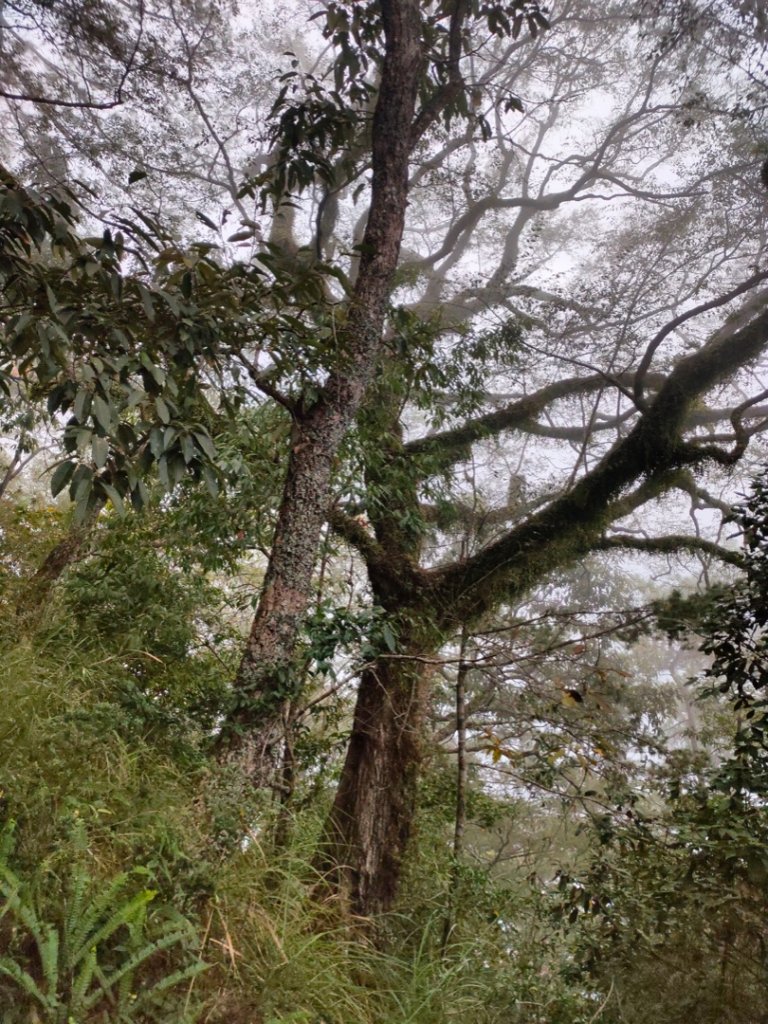 步道巡訪員 l 東卯山與老獵人的初冬對話-第九話_1181302