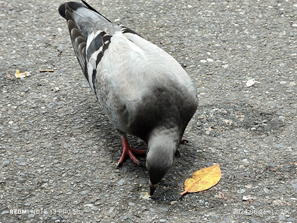 大安森林公園【走路趣尋寶】【臺北健走趣】_2536172