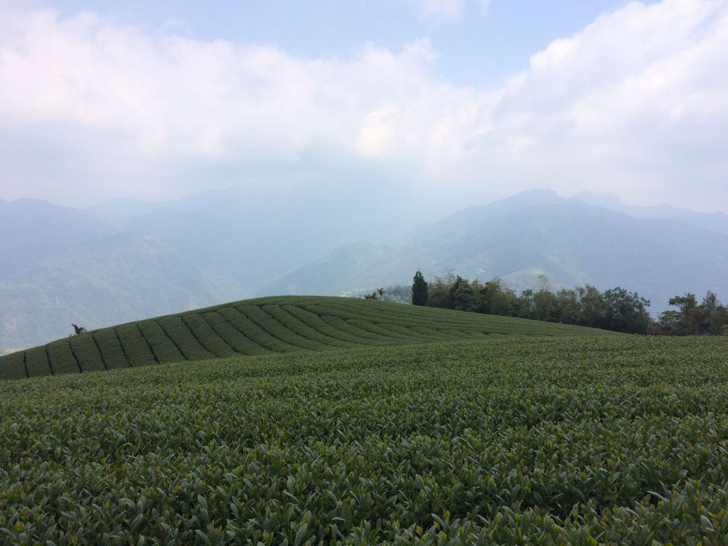 180408-樟腦寮-獨立山-大巃頂步道_306160