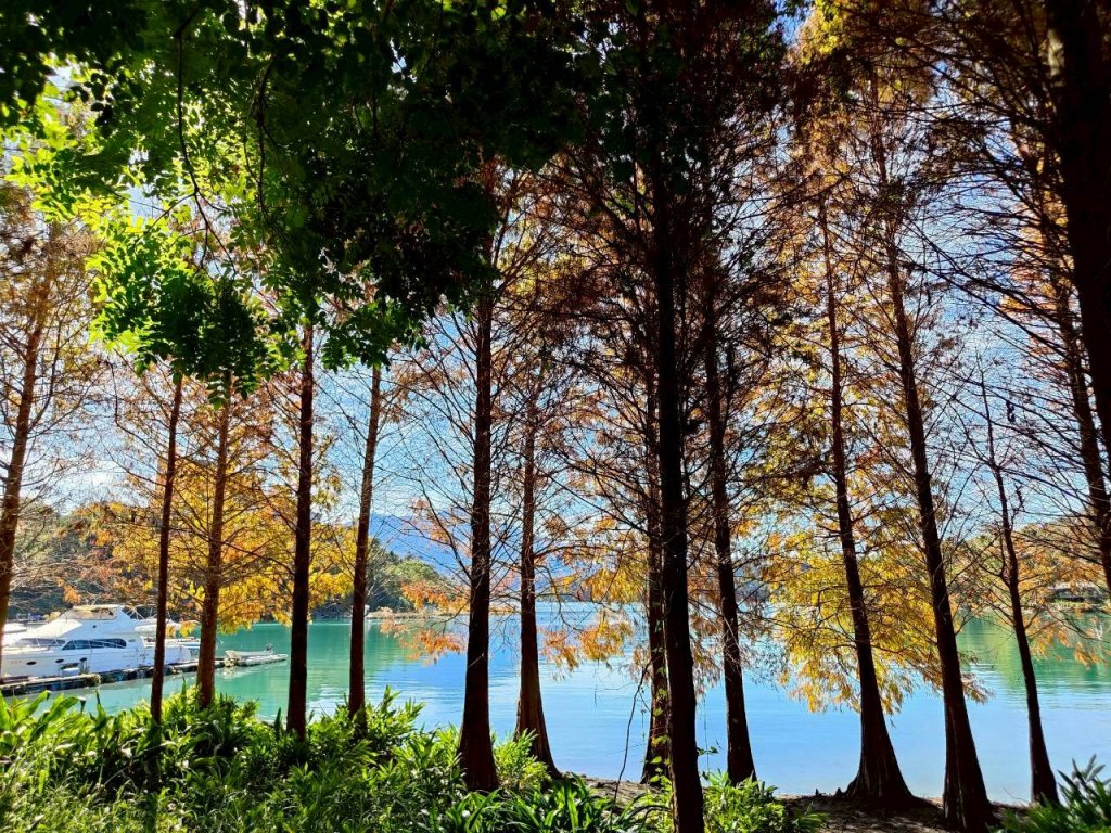 🌈12/21(日)落雨松紅了~日月潭環湖精華段✨FB：熊熊趴爬走🌈_2967382