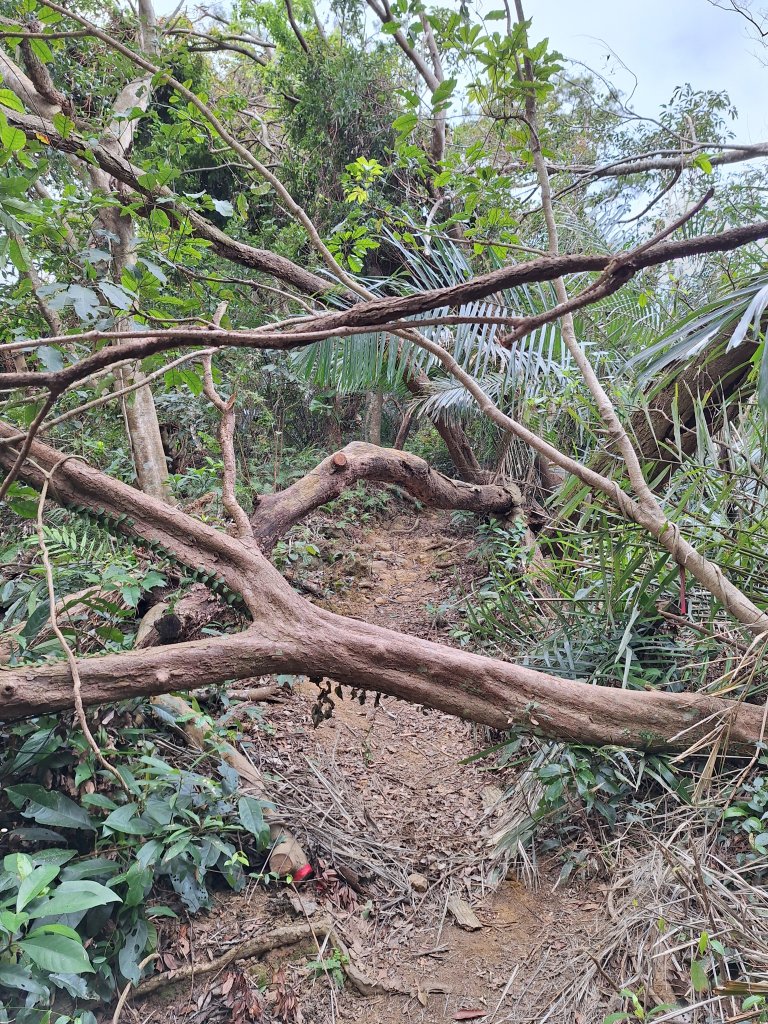 頭寮山+總督府步道+舊百吉隧道O型20241210_2667891