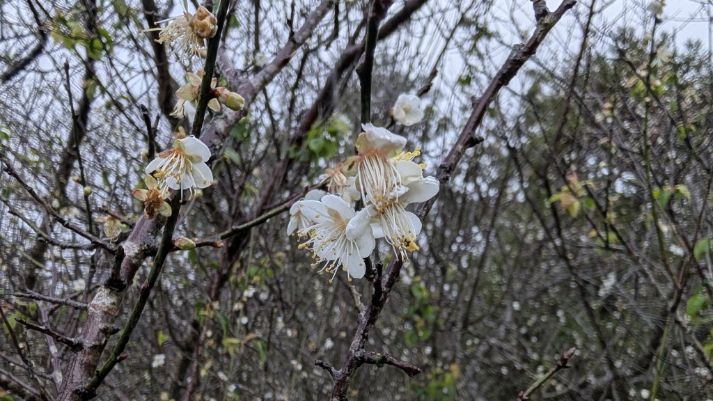 114.12.27尖山-40砲陣地之旅_2971727
