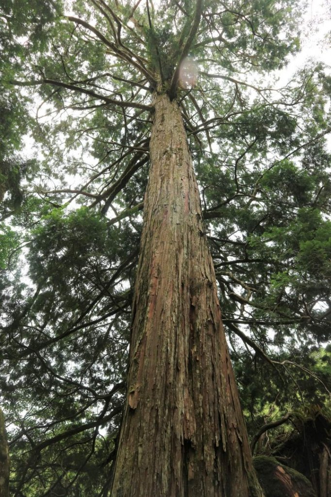 〔桃園復興〕拉拉山巨木，史詩級魔幻森林，75公頃紅檜 扁柏森林浴_2237092