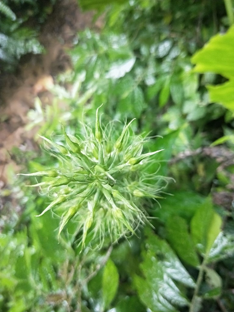 202009 組合山，雲森四瀑_1106113