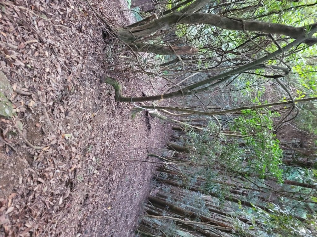 油霞麥縱走O型_1993078