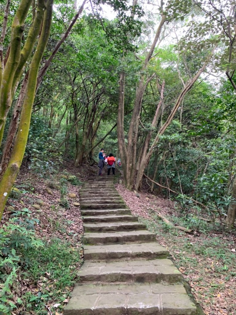 湖口仁和步道賞桐花封面圖