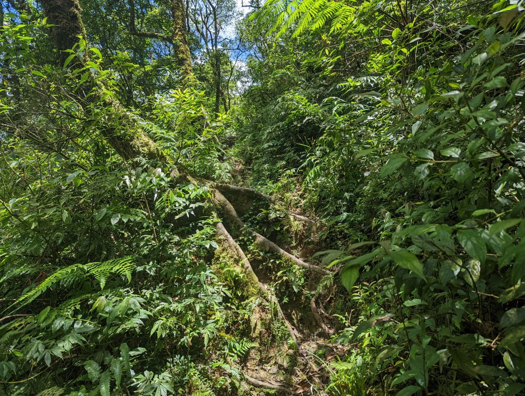 聖母登山步道（抹茶山）。三角崙山(小百岳)。巴唐古道_1800616