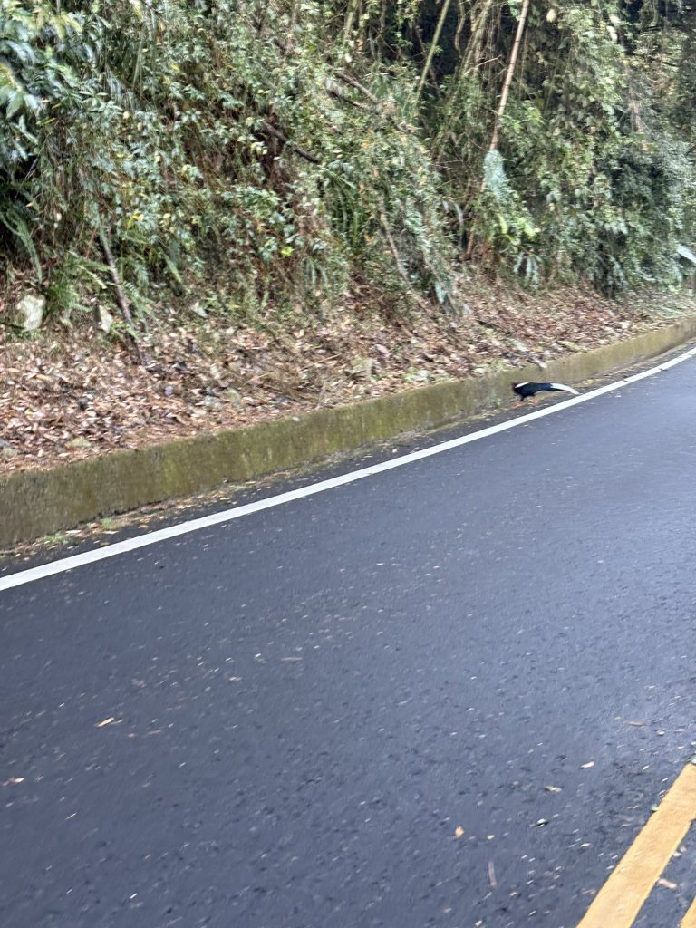 20251225塔山步道(大塔山)_2970216