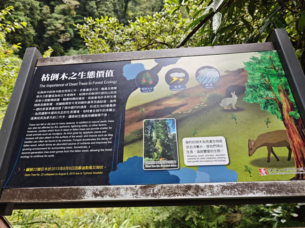 2025_0713 拉拉山神木群步道_2837692