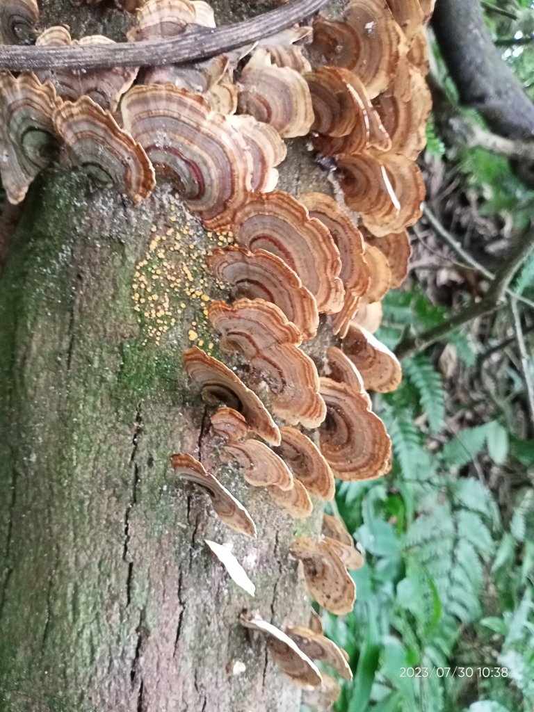 環七星山人車分道-陽金公路段、百拉卡公路人車分道【走遍陽明山】_2236339