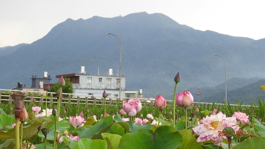 雲山水花鳥蝶-天龍國阿伯的日常6/25&26_1744309