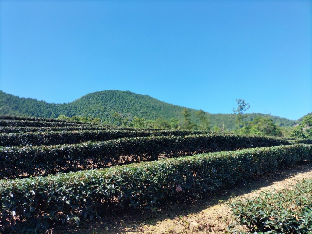 烏來大桶山封面圖