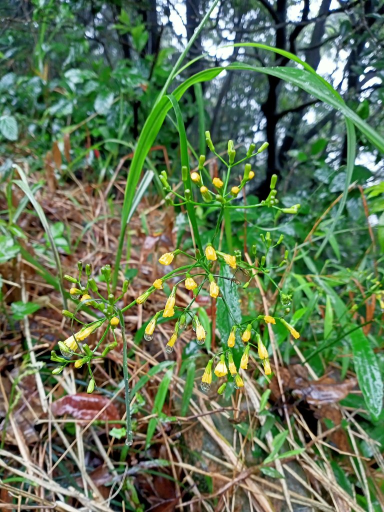 雨中漫步瑞芳二尖 - 龍潭山、秀崎山_1317903