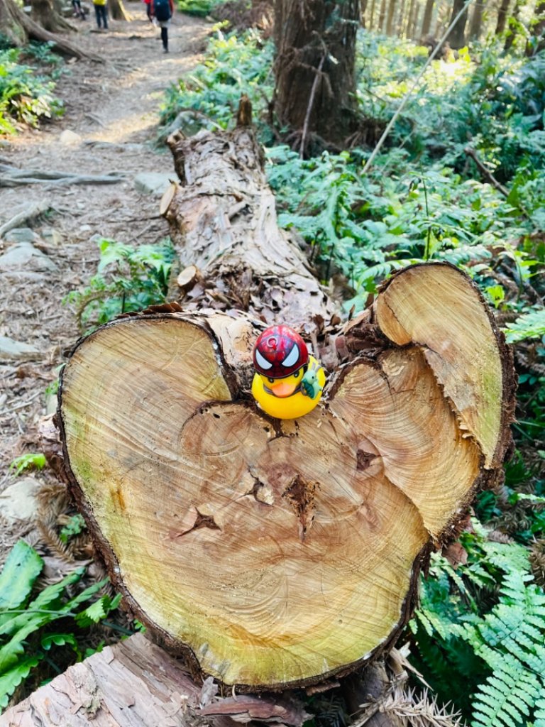 鳶嘴西稜上鳶嘴山-醜崠三崠山連走_2656828