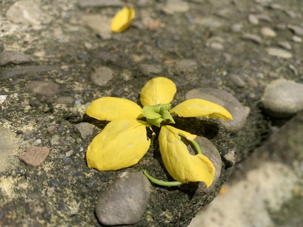 20240608高雄北旗尾南山-北旗尾山-旗尾山_2523590