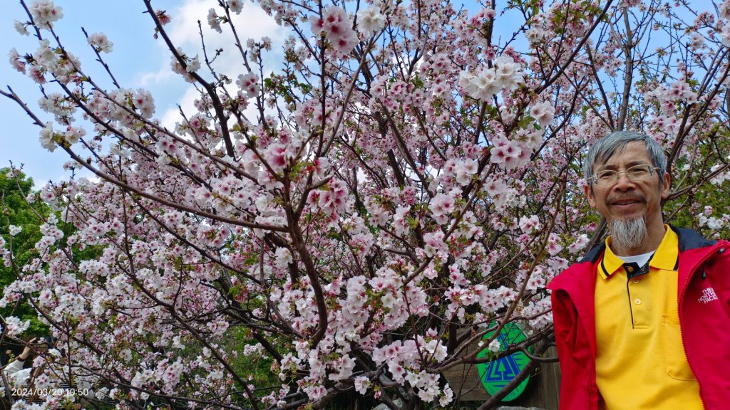 陽明山上墨染櫻大爆發_2457633