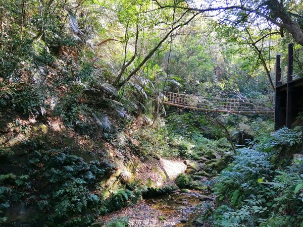 台中~仙氣繩橋山林環繞。 蝙蝠洞登山步道封面圖