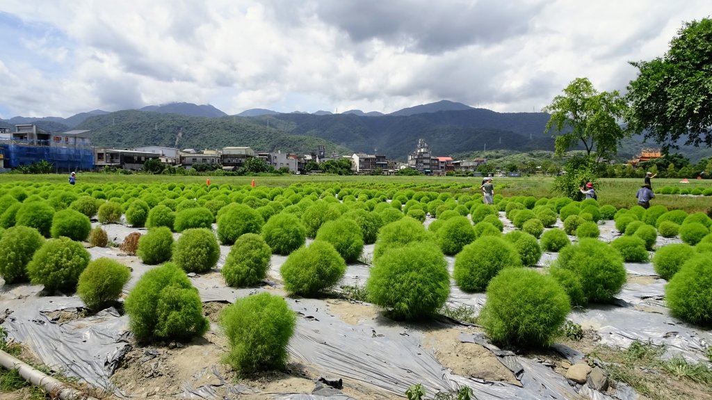 冬山河生態綠舟,羅東林業文化園區封面圖